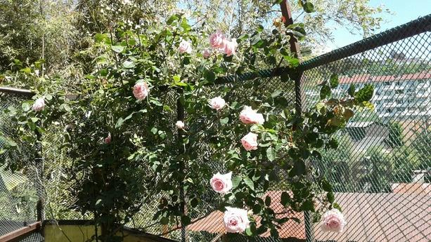 Rent a cozy 1 bedroom apartment, Сочі - квартира подобово