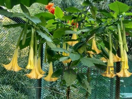 Rent a cozy 1 bedroom apartment, Сочі - квартира подобово